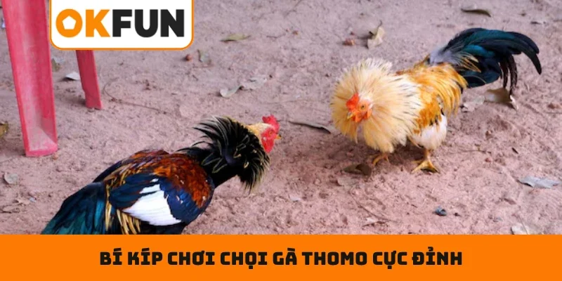 Đá Gà Thomo Online – Xuống Tiền Chuẩn, Nhận Tiền Cực Khủng Bí kíp chơi chọi gà Thomo cực đỉnh