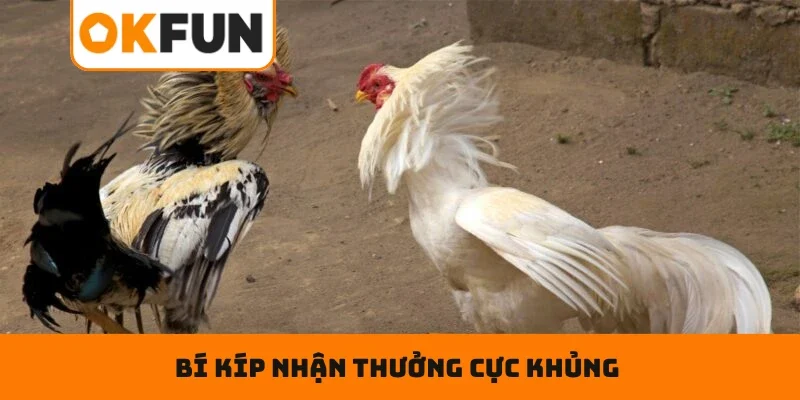 Bí kíp nhận thưởng cực khủng khi tham gia đá gà tại FUN79