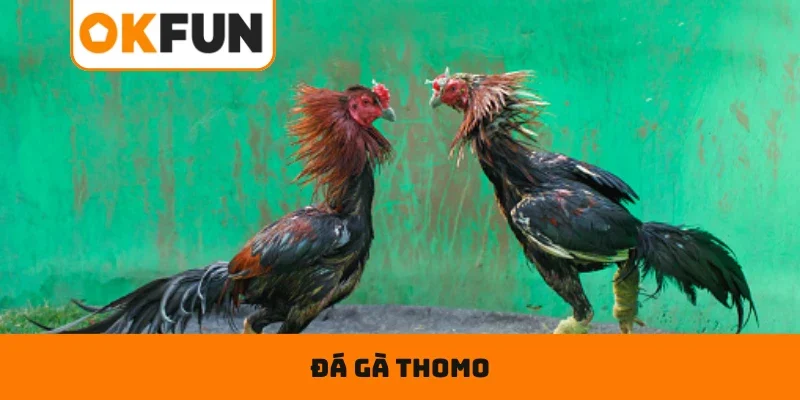 Đá Gà Thomo