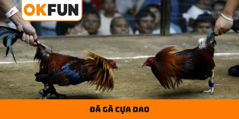 Đá Gà Cựa Dao