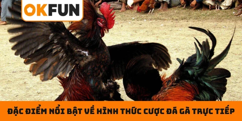 Đặc điểm nổi bật về hình thức cược đá gà trực tiếp 2026