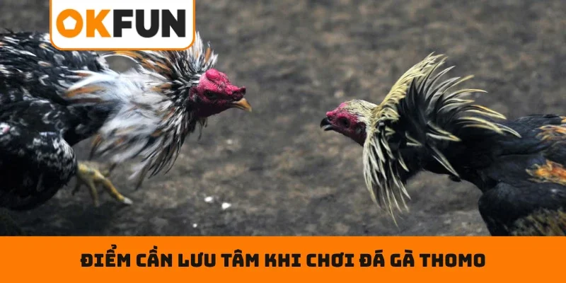 Đá Gà Thomo Online – Xuống Tiền Chuẩn, Nhận Tiền Cực Khủng Điểm cần lưu tâm khi chơi đá gà Thomo