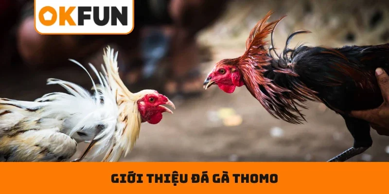 Đá Gà Thomo Online – Xuống Tiền Chuẩn, Nhận Tiền Cực Khủng Giới thiệu đá gà Thomo