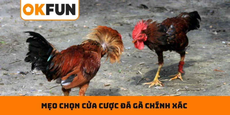 Đá Gà Cựa Dao – Đấu Trường Rực Lửa Và Chọn Cửa Cược Thắng Lớn Mẹo chọn cửa cược đá gà chính xác cho người chơi mới