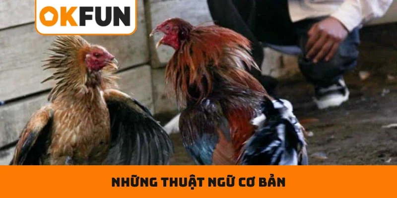 Đá Gà Cựa Dao – Đấu Trường Rực Lửa Và Chọn Cửa Cược Thắng Lớn Những thuật ngữ cơ bản giúp bạn cược chiến kê dễ dàng
